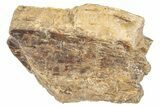 Fossil Tyrannosaurus (T-Rex) Tooth Section - Wyoming #263913-1